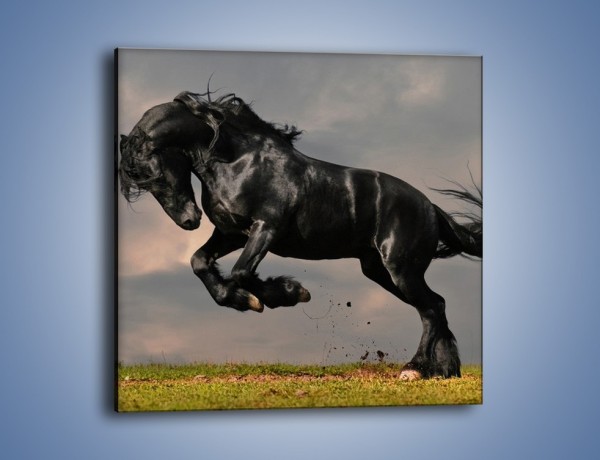 Obraz na płótnie – Niespokojny dziki koń – jednoczęściowy kwadratowy Z001