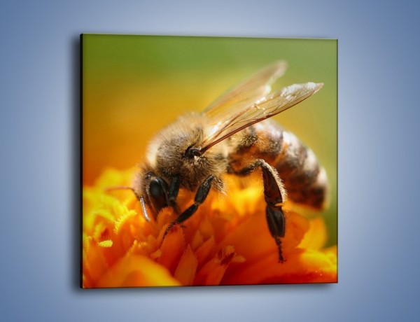Obraz na płótnie – Pszczoła zbierająca nektar – jednoczęściowy kwadratowy Z002