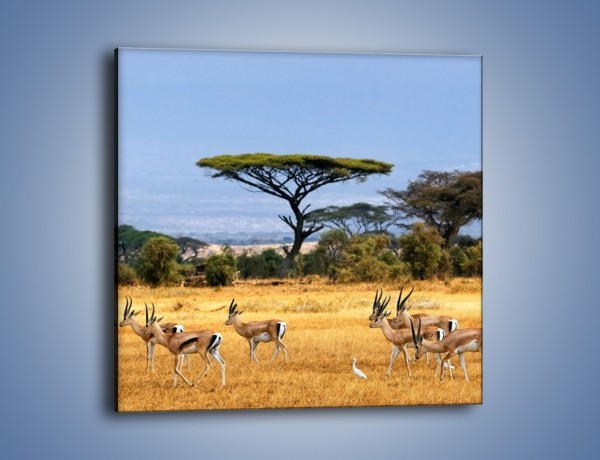 Obraz na płótnie – Antylopy w słonecznej afryce – jednoczęściowy kwadratowy Z003