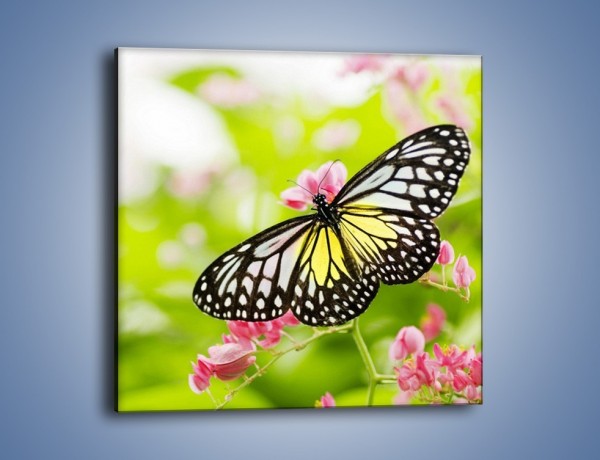 Obraz na płótnie – Motyl w letni poranek – jednoczęściowy kwadratowy Z004