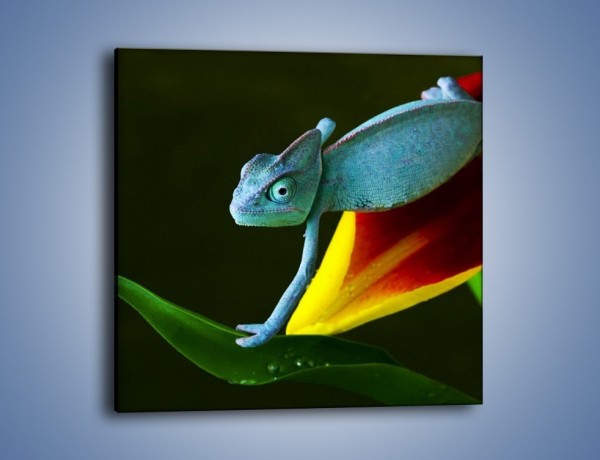 Obraz na płótnie – Liść w łapce kameleona – jednoczęściowy kwadratowy Z005
