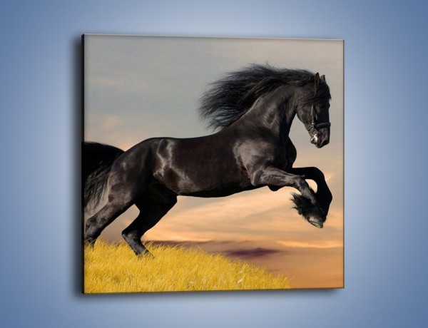 Obraz na płótnie – Czarny koń w galopie – jednoczęściowy kwadratowy Z008