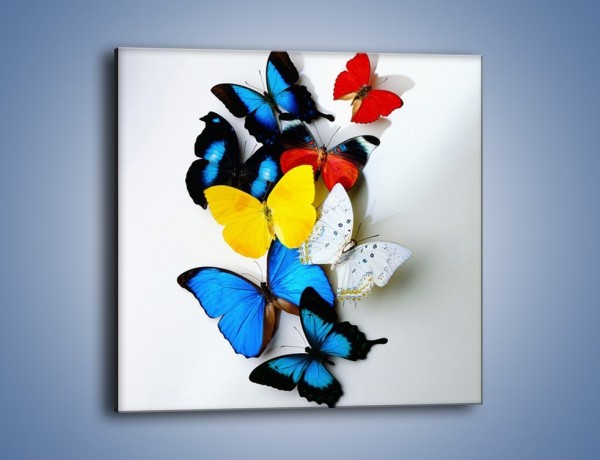 Obraz na płótnie – Kompozycja kolorowych motyli – jednoczęściowy kwadratowy Z009