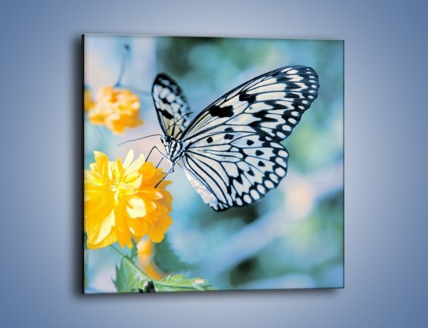Obraz na płótnie – Motyw zebry w motylu – jednoczęściowy kwadratowy Z010
