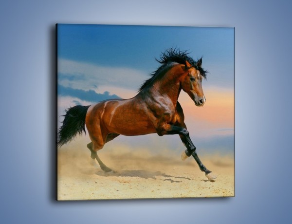 Obraz na płótnie – Brązowy koń na pustyni – jednoczęściowy kwadratowy Z011