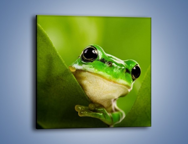 Obraz na płótnie – Zielony świat żabki – jednoczęściowy kwadratowy Z014