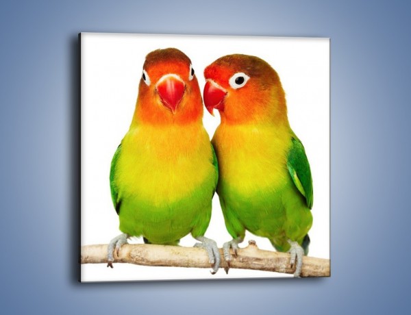 Obraz na płótnie – Sekrety uśmiechniętych papug – jednoczęściowy kwadratowy Z017