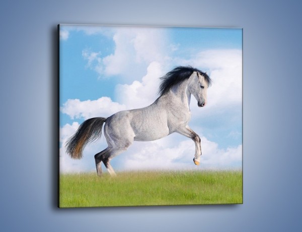 Obraz na płótnie – Białe obłoki i koń – jednoczęściowy kwadratowy Z019
