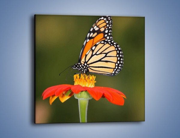 Obraz na płótnie – Motyl w kolorach wiosny – jednoczęściowy kwadratowy Z022