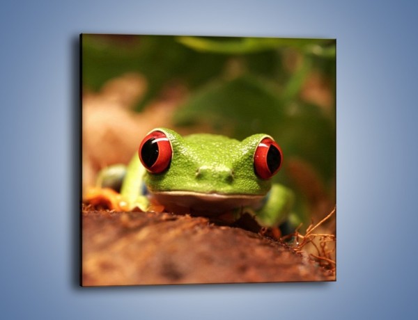 Obraz na płótnie – Bystre oczka małej żabki – jednoczęściowy kwadratowy Z023