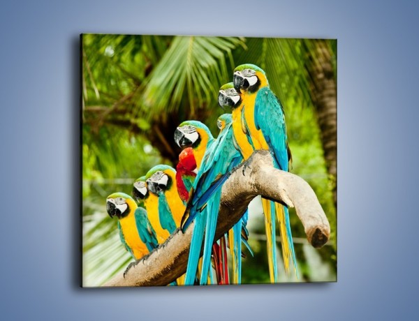 Obraz na płótnie – Kolorowe papugi w szeregu – jednoczęściowy kwadratowy Z029