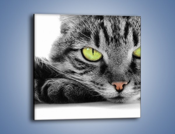 Obraz na płótnie – Obserwujący koci wzrok – jednoczęściowy kwadratowy Z031