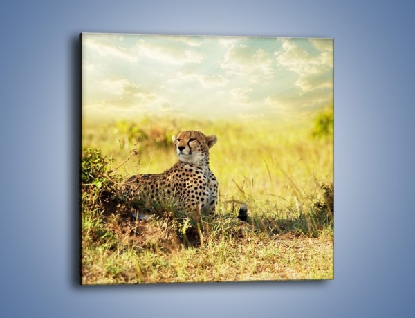 Obraz na płótnie – Relaks z gepardem w cieniu – jednoczęściowy kwadratowy Z040