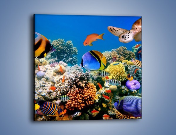 Obraz na płótnie – Wodny świat ryb – jednoczęściowy kwadratowy Z041