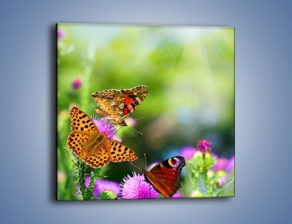 Obraz na płótnie – Świat kolorowych motyli – jednoczęściowy kwadratowy Z053