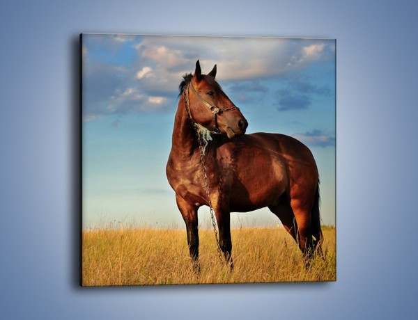 Obraz na płótnie – Koń-symbol siły i spokoju – jednoczęściowy kwadratowy Z054