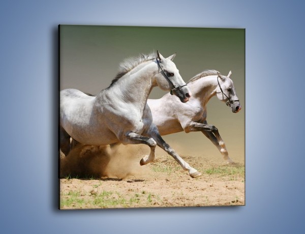 Obraz na płótnie – Białe konie w pustynnym galopie – jednoczęściowy kwadratowy Z055