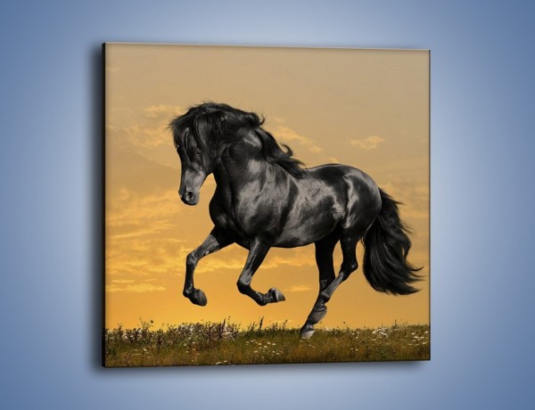Obraz na płótnie – Bieg z koniem po polanie – jednoczęściowy kwadratowy Z057