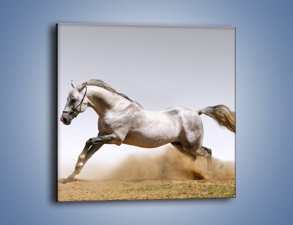 Obraz na płótnie – Srebrny koń w galopie – jednoczęściowy kwadratowy Z062