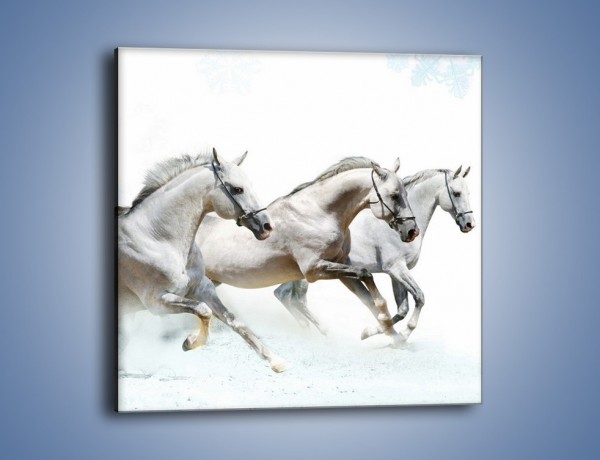 Obraz na płótnie – Końskie trio w zimowym pędzie – jednoczęściowy kwadratowy Z063
