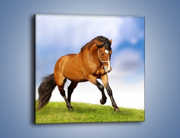 Obraz na płótnie – Przejażdżka na brązowym koniu – jednoczęściowy kwadratowy Z064