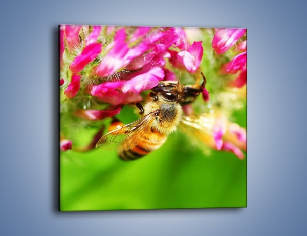 Obraz na płótnie – Pszczoły kochają kwiaty – jednoczęściowy kwadratowy Z065