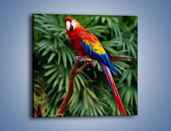 Obraz na płótnie – Papuga z długim ogonem – jednoczęściowy kwadratowy Z078