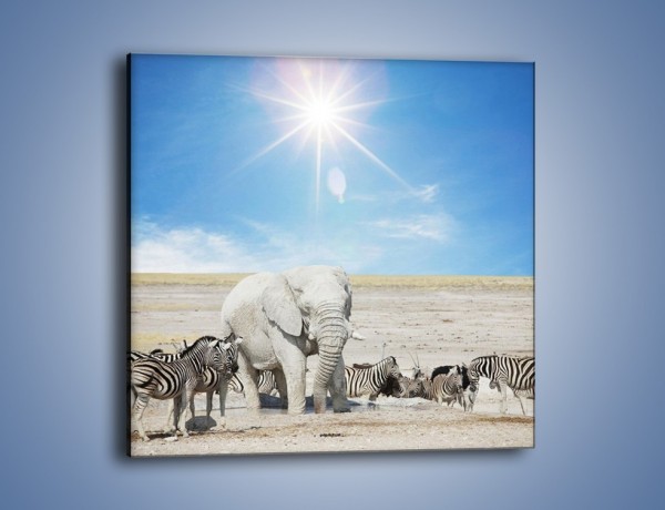 Obraz na płótnie – Słoń i jego przyjaciele – jednoczęściowy kwadratowy Z080