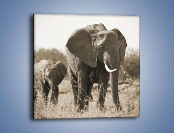 Obraz na płótnie – Wędrówki słoni przez sawannę – jednoczęściowy kwadratowy Z081