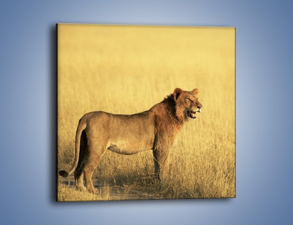 Obraz na płótnie – Czujny wzrok lwicy – jednoczęściowy kwadratowy Z091