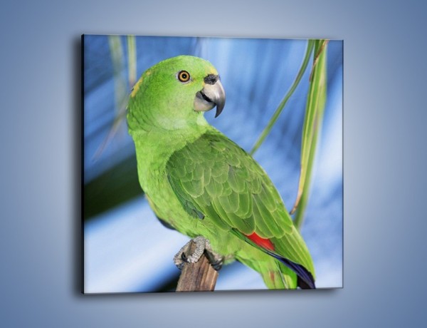 Obraz na płótnie – Zielona papużka i turkus – jednoczęściowy kwadratowy Z092