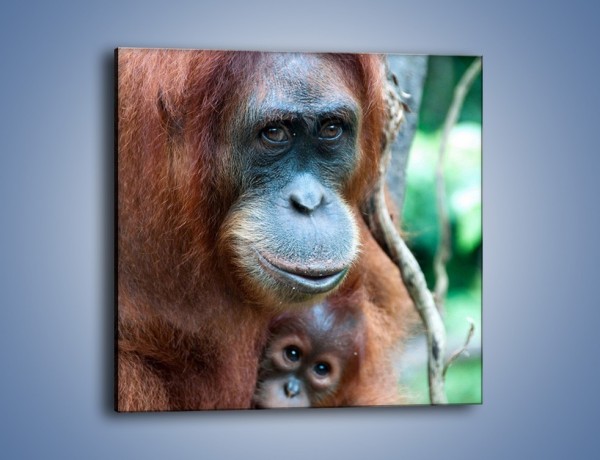 Obraz na płótnie – W uścisku orangutana – jednoczęściowy kwadratowy Z095