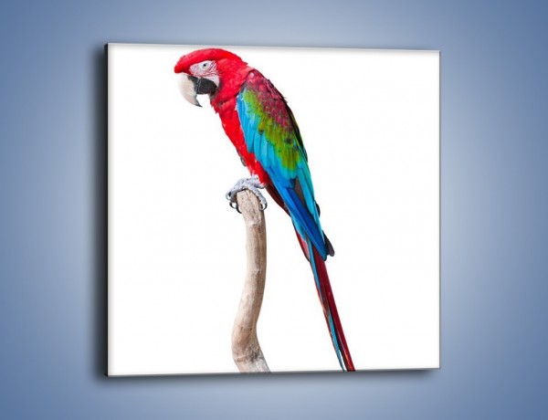 Obraz na płótnie – Papuga w samotności – jednoczęściowy kwadratowy Z098
