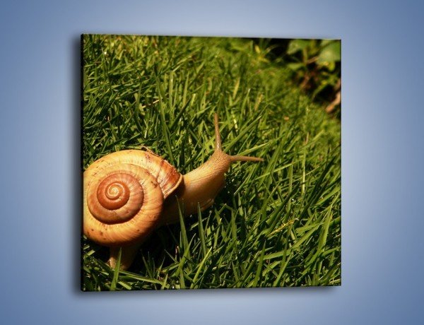 Obraz na płótnie – Z ślimakiem przez łąkę – jednoczęściowy kwadratowy Z103