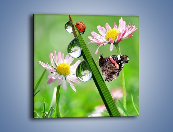 Obraz na płótnie – Spotkanie motyla z biedronką – jednoczęściowy kwadratowy Z109