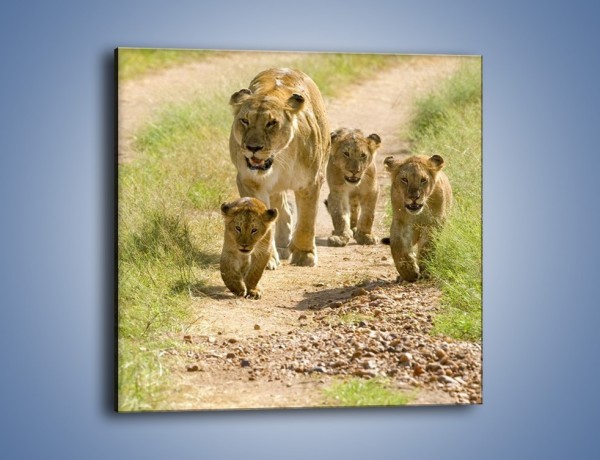 Obraz na płótnie – Spacer z małymi lwiątkami – jednoczęściowy kwadratowy Z112