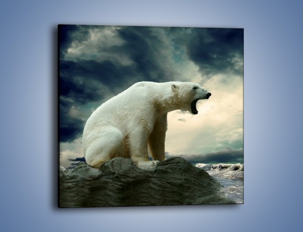 Obraz na płótnie – Donośny krzyk polarnego niedźwiedzia – jednoczęściowy kwadratowy Z114