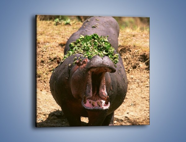 Obraz na płótnie – Hipopotam u dentysty – jednoczęściowy kwadratowy Z117