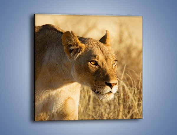 Obraz na płótnie – Polowanie z lwicą – jednoczęściowy kwadratowy Z132