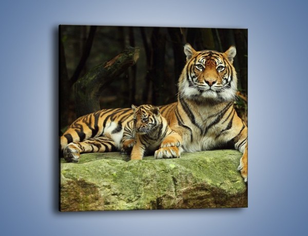 Obraz na płótnie – Tygrysia mamusia z maleństwem – jednoczęściowy kwadratowy Z138