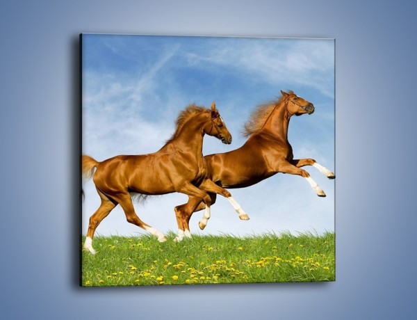 Obraz na płótnie – Skok przez pole z końmi – jednoczęściowy kwadratowy Z147