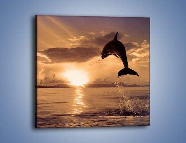 Obraz na płótnie – Z delfinem w stronę zachodzącego słońca – jednoczęściowy kwadratowy Z170
