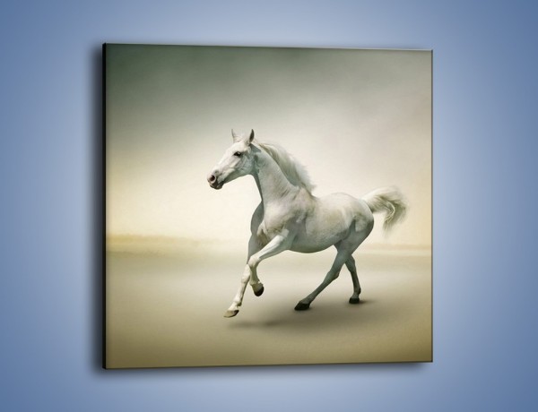 Obraz na płótnie – Samotny wieczór z białym koniem – jednoczęściowy kwadratowy Z175