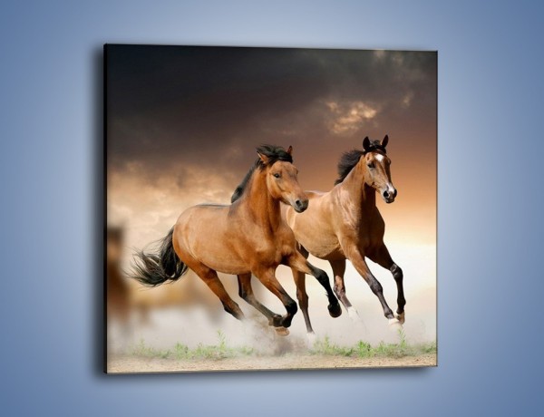 Obraz na płótnie – Uciec na koniu przed burzą – jednoczęściowy kwadratowy Z180