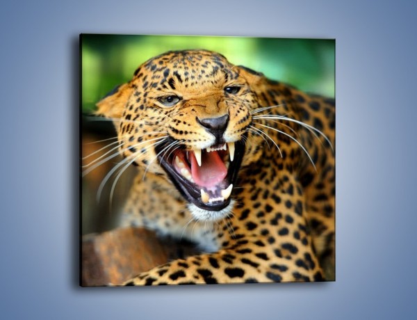 Obraz na płótnie – Jaguar z pazurem – jednoczęściowy kwadratowy Z184