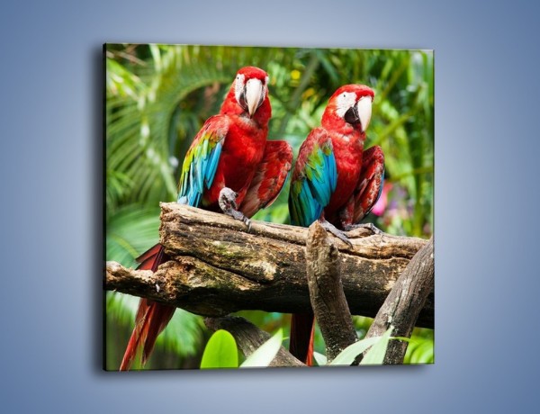 Obraz na płótnie – Papużki nierozłączki – jednoczęściowy kwadratowy Z188