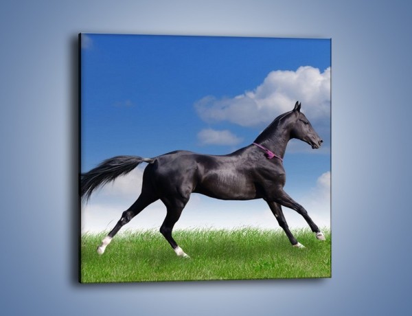 Obraz na płótnie – Dziki koń w biegu – jednoczęściowy kwadratowy Z194
