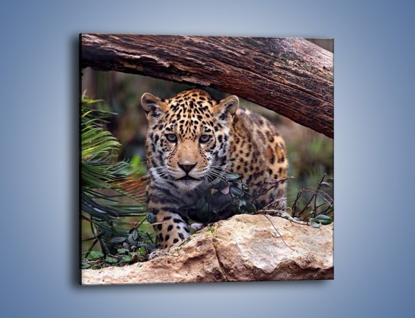 Obraz na płótnie – Jaguar w gotowości – jednoczęściowy kwadratowy Z198