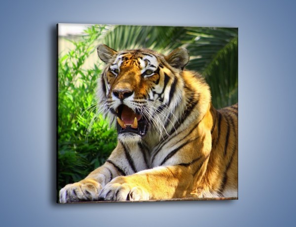 Obraz na płótnie – Cała duma tygrysa – jednoczęściowy kwadratowy Z199