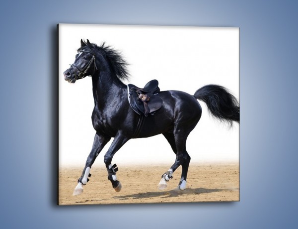 Obraz na płótnie – Na przejażdżkę konną – jednoczęściowy kwadratowy Z203